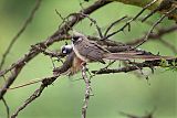 Speckled Mousebird